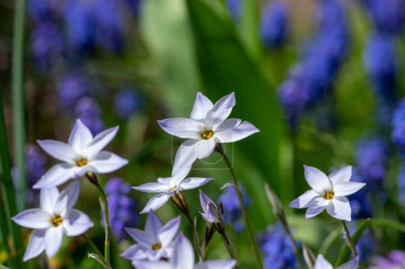 Photo for Ipheion uniflorum Wisley Blue spring starflower flowers in bloom, small light blue white bulbous springtime flowering plant among muscari armeniacum - Royalty Free Image