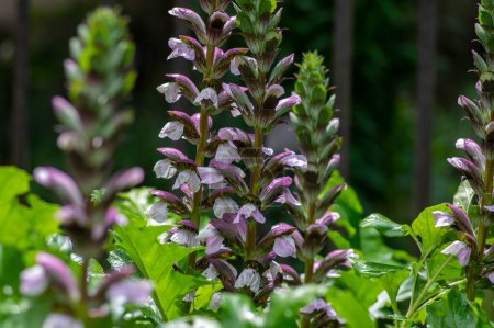 Photo for Acanthus hungaricus tall flowering plant, herbaceous purple white green bear's breeches flowers in bloom - Royalty Free Image