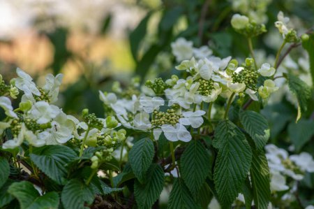 Téléchargez les photos : Viburnum plicatum flowering spring white flowers, beautiful ornamental Japanese snowball shrub in bloom, green leaves - en image libre de droit