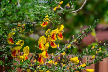 Photo for Cytisus scoparius lena ornamental flowers in bloom, yellow red orange bright flowering plant in sunlight - Royalty Free Image