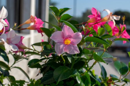 Photo for Dipladenia mandevilla pink flower in bloom, rocktrumpet beautiful color ornamental tropical flowering plant, green leaves - Royalty Free Image