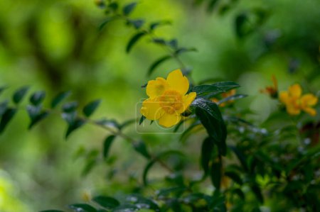 Photo for Hypericum androsaemum tutsan bright yellow flowers in bloom, ornamental flowering petal garden plant with fruit - Royalty Free Image