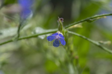 Téléchargez les photos : Anchusa azurea Mill. bugloss italien plante à fleurs bleu clair, ornementale avec bourgeons et feuilles vertes - en image libre de droit