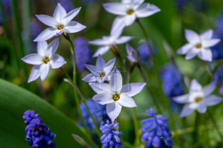 Ipheion uniflorum Wisley Fleurs d'étoiles bleues de printemps en fleur, petite plante à fleurs bulbeuses bleues pâles de printemps parmi les muscari armeniacum