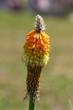 Photo for Kniphofia uvaria bright yellow orange ornamental flowering plants on tall stem, group of tritomea torch lily red hot poker flowers in bloom - Royalty Free Image