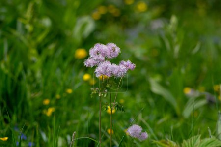 Foto de Thalictrum aquilegiifolium siberian columbine meadow-rue pink flowers in bloom, wild alpine flowering plant, green leaves - Imagen libre de derechos