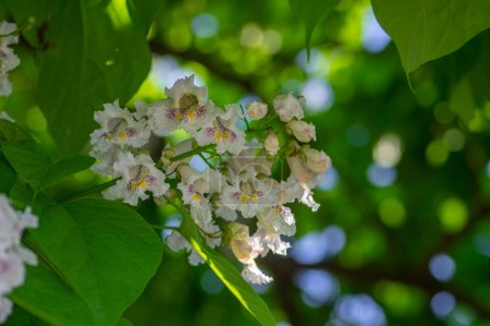 Téléchargez les photos : Catalpa bignonioides arbre à fleurs ornementales caduques de taille moyenne, branches avec des groupes de fleurs blanches en fleurs et feuilles vertes - en image libre de droit