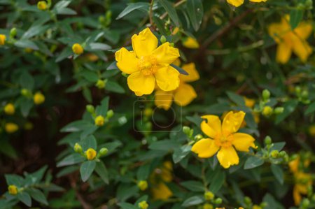 Photo for Hypericum androsaemum tutsan bright yellow flowers in bloom, ornamental flowering petal garden plant green leaves and buds - Royalty Free Image