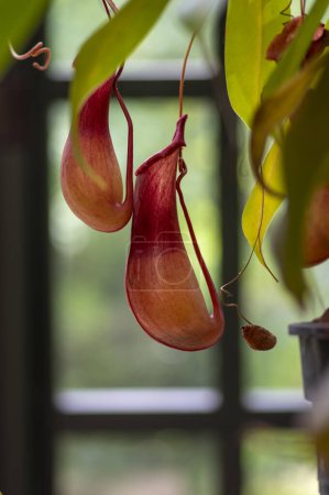 Photo for Nepenthes carnivorous tropical pitcher plants or monkey cups with dangerous pitchers and leaves - Royalty Free Image