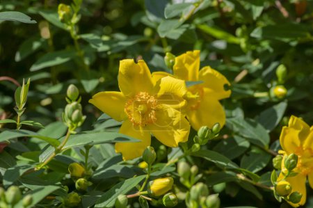 Photo for Hypericum androsaemum tutsan bright yellow flowers in bloom, ornamental flowering petal garden plant green leaves and buds - Royalty Free Image