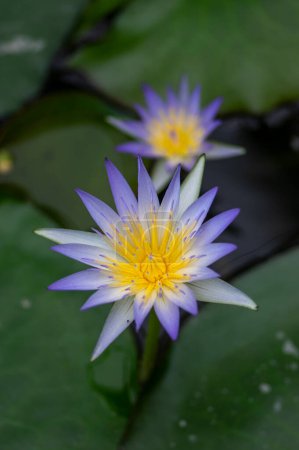 Photo for Nymphaea caerulea savigny water lily plant in bloom, beautiful flowering lotus flowers in garden pond, green leaves - Royalty Free Image