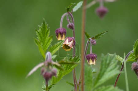 Geum rivale water avens wild flowering plant, purple red and yellow flowers in bloom, italy alps meadow