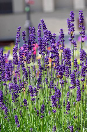 Photo for Lavandula angustifolia bunch of flowers in bloom, purple scented flowering bouquet of smelling beautiful plants - Royalty Free Image