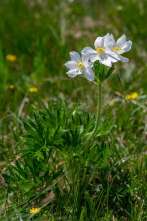 Téléchargez les photos : Anemonastrum narcissiflorum narcisse plante à fleurs d'anémone, pétales jaunes blancs fleurs alpines sauvages en fleurs sur la prairie - en image libre de droit