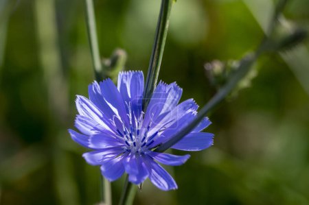 Photo for Cichorium intybus Common chicory wild bright blue flower in bloom, perennial herbaceous flowering bachelor's buttons field plants - Royalty Free Image