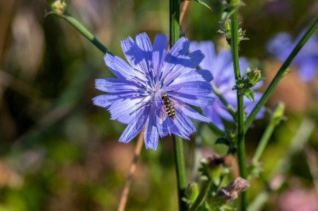 Photo for Cichorium intybus Common chicory wild bright blue flower in bloom, perennial herbaceous flowering bachelor's buttons field plants - Royalty Free Image