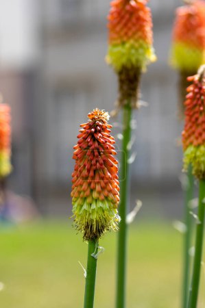 Photo for Kniphofia uvaria bright yellow orange ornamental flowering plants on tall stem, group of tritomea torch lily red hot poker flowers in bloom - Royalty Free Image