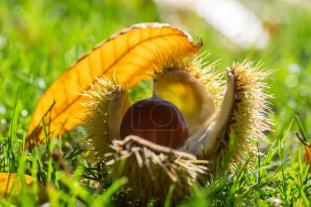 Foto de Castanea sativa frutos de maduración en cúpulas espinosas, nueces comestibles de semillas ocultas en el suelo, hojas otoñales coloridas - Imagen libre de derechos