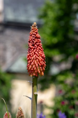 Kniphofia uvaria bright orange red bud ornamental flowering plants on tall stem, group tritomea torch lily red hot poker flowers