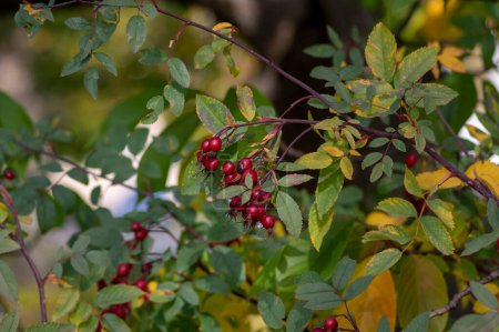 Rosafarbener rotblättriger Dornenstrauch mit roten reifen Früchten, rotblättrigen Hagebuttenzweigen mit Hüften und gelben Herbstblättern