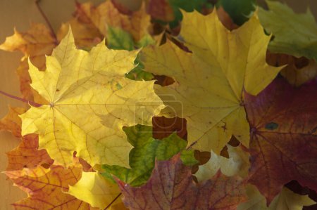 Acer platanoides brillante otoño colorido hojas fondo, otoñal brillante hermosa estación amarillo naranja rojo colores