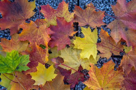 Acer platanoides brillante otoño colorido hojas fondo, otoñal brillante hermosa estación amarillo naranja rojo colores