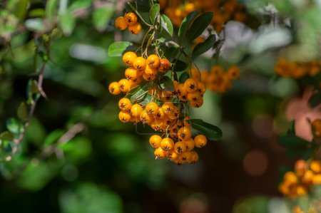 Téléchargez les photos : Pyracantha coccinea soleil étoile écarlate aubépine arbuste ornemental, groupe orange vif de fruits suspendus sur arbuste automnal, feuilles vertes - en image libre de droit