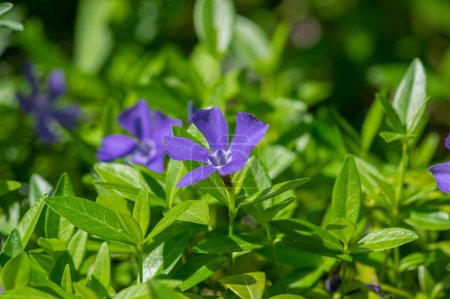 Vinca minor lesser periwinkle flowers in bloom, common periwinkle flowering plants, blue purple color ornamental creeping flower