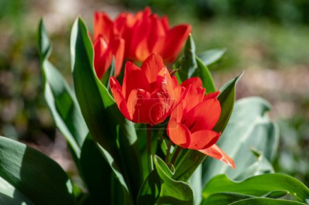 Amazing garden field with tulips of various bright rainbow color petals, beautiful bouquet of small red Tulipa praestans Fusilier