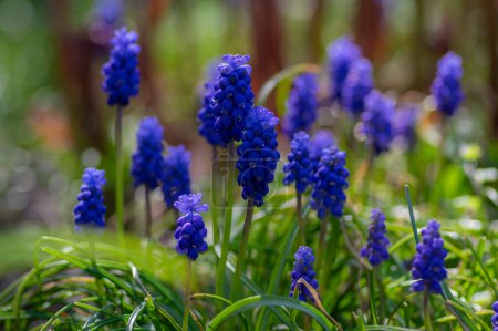 Muscari armeniacum ornamental springtime flowers in bloom, Armenian grape hyacinth flowering blue plants in spring time garden