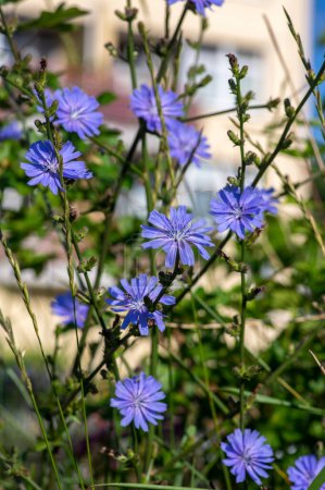 Foto de Cichorium intybus Common chicory wild bright blue flower in bloom, perennial herbaceous flowering bachelor's buttons field plants - Imagen libre de derechos