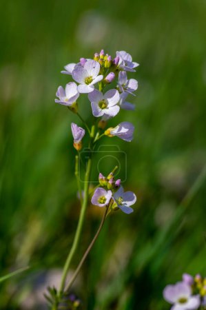 Photo for Cardamine pratensis cucko flower in bloom, group of petal flowering mayflowers on the wet meadow in sunlight - Royalty Free Image