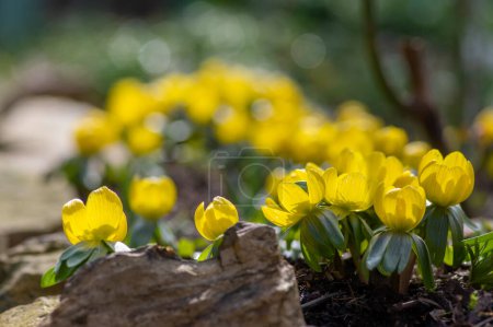 Bunch of Eranthis hyemalis flowering plants, common winter aconite in bloom, early spring bulbous flowers, macro detail view bouquet