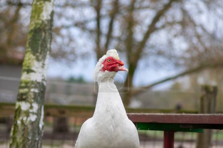 Muscovy duck Cairina moschata white bird with red face and unfriendly expression on bench seat on farm