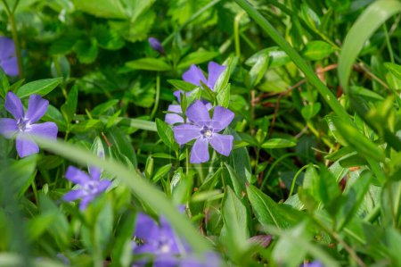 Vinca menor menor periwinkle flores ornamentales en flor, planta floreciente común periwinkle, flores rastreras con hojas verdes