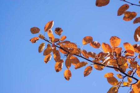 Amelanchier lamarckii shadbush bunte herbstliche Strauchzweige voller schöner rotorange gelber Herbstblätter