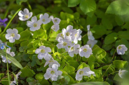 Oxalis acetosella bois commun oseille groupe blanc de fleurs sauvages en fleurs, forêt petite plante à fleurs rhizomateuses