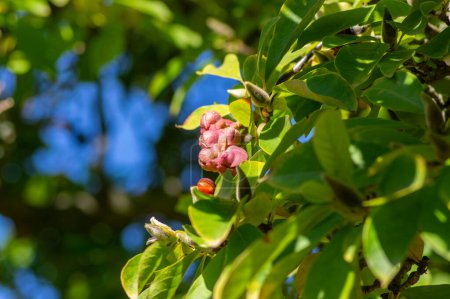 Magnolia soulangeana Baumzweige mit grünen und gelben Blättern und rosa Samenzapfen mit leuchtend orangen Samen, herbstliche Natur