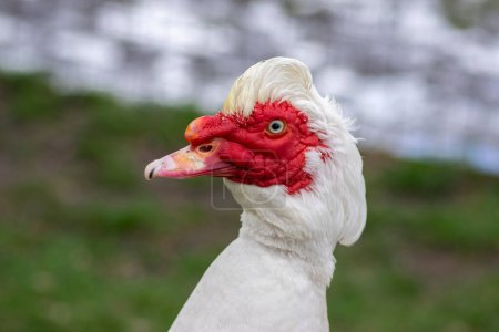 Muscovy duck Cairina moschata white bird with red face and unfriendly expression on bench seat on farm