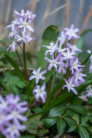 Photo for Scilla luciliae blue small springtime flowers in the grass, close up view bulbous flowering coloful blue white violet plants - Royalty Free Image