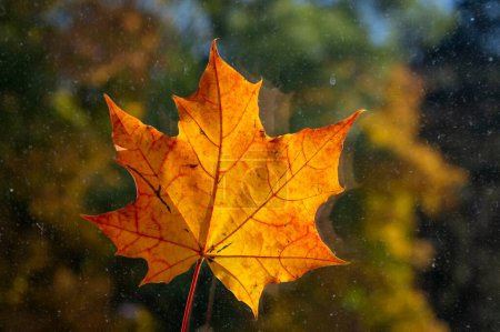 Acer platanoides automne lumineux fond de feuilles colorées, automne lumineux belle saison jaune orange rouge couleurs