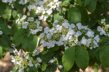 Viburnum plicatum blüht im Frühling weiße Blüten, schöner japanischer Schneeballstrauch in Blüte, grüne Blätter