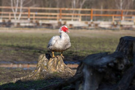 Moskauer Ente Cairina moschata weißer Vogel mit rotem Gesicht und unfreundlicher Miene