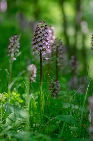 Lady orchid Orchis purpurea flowering protected plants, beutiful purple white flowers in bloom on green stem also with buds