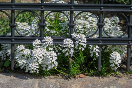 Iberis sempervirens evergreen candytuft perenial flowers in bloom, group of bright white springtime flowering rock plants in metal fence