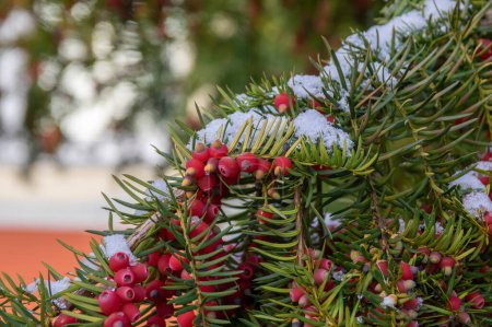 Taxus baccata common european yews tree shrub branches with green leaves needles and red berry like cones with seeds covered with snow