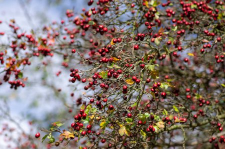 Crataegus monogyna common one-seed hawthorn hawberry with red ripened fruits on tree branches with leaves