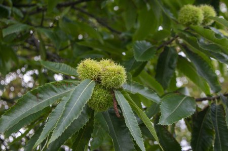 Castanea sativa fruits mûrissants en cupules épineuses, noix de graines cachées comestibles accrochées aux branches des arbres, feuilles vertes