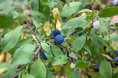 Prunus spinosa blackthorn sloe with blue ripening fruits on shrub branches with leaves early autumn
