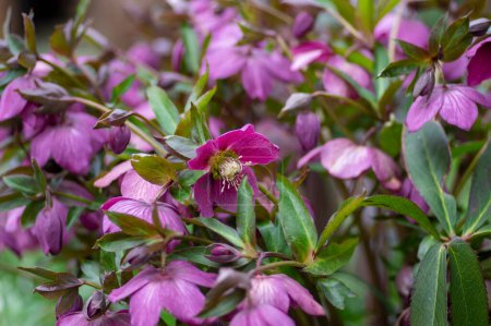 Helleborus purpurascens pink purple early spring flowering plant, beautiful flowers in bloom with green leaves in sunlight